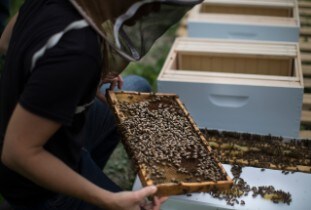 Beekeeping Program at Ford